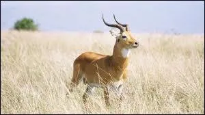 Antilope des marais de l'Afrique subsaharienne, excellente nageuse.