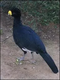 Oiseau gallinac de l'Amazonie au plumage sombre, surtout herbivore.