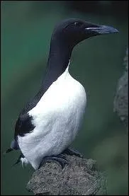 Oiseau palmipde proche du pingouin nichant en colonies sur les ctes arctiques et atlantiques de l'Europe et de l'Amrique.