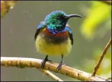 Petit passereau d'Afrique et de Madagascar ressemblant  un colibri et dont le mle porte un plumage clatant,  reflets mtalliques.
