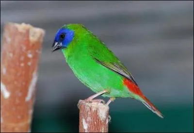 Ce petit oiseau de 13 cm se reconnat  sa tte bleu cobalt,  son corps vert et  sa queue rouge. Il ne vit que sur les les au climat chaud. C'est :