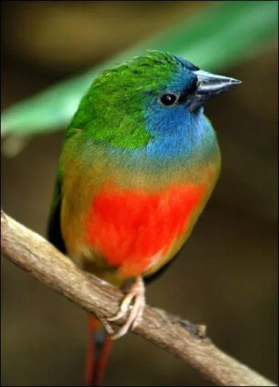 C'est un oiseau extrmement fragile et il n'est pas facile de le reproduire. Il possde 4 couleurs (rouge, vert, jaune et bleu) d'o son nom. C'est :
