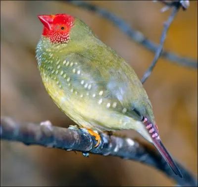 Cet oiseau,  la face vermillon tachete de blanc, a la queue rousse et le bec rouge. Il provient du nord de l'Australie. C'est un oiseau paisible, timide et silencieux. C'est :