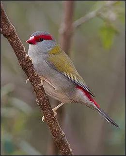C'est un petit oiseau robuste, peu actif en volire. Il a le croupion rouge et un masque qui part du bec jusqu' l'oeil. C'est :