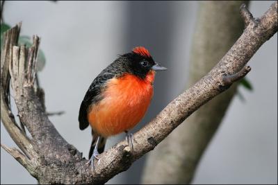 On reconnat ce petit oiseau  son ventre rouge dor (pour le mle). La femelle est dpourvue de rouge et ressemble plus au moineau domestique femelle. C'est :
