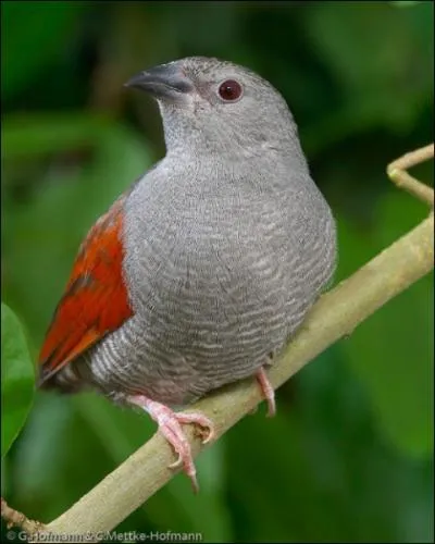 Ce petit oiseau provient d'Afrique, o il est rparti en 3 sous-espces. Il est reconnaissable  son croupion, ses ailes et ses sus-caudales rouge cramoisi. C'est :