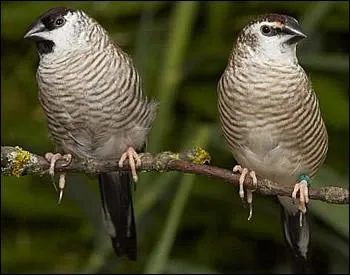 Ce petit oiseau est parfois victime d'une mort subite, dont on ne sait pas encore la cause. Il est reconnaissable  son plumage ray. Le mle possde une tache sombre sous le bec. C'est :