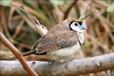 Ce petit oiseau est reconnaissable  ses ailes parsemes de petits points blancs. Allez un indice : le mien s'appelle Pichino. Alors, a vous dit quelque chose ?