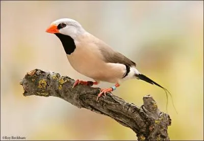 Comme son nom l'indique, cet oiseau possde une grande queue. C'est un petit oiseau querelleur en volire. Son bec jaune/orange est une particularit de l'espce. C'est :