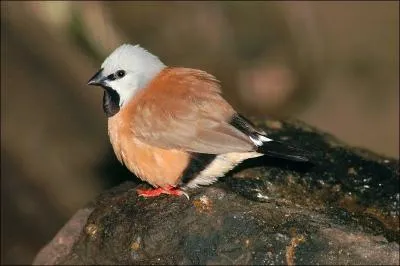 Cet oiseau a la tte de couleur gris argent. C'est un oiseau social mais il peut se montrer agressif. Son bec est toujours noir, ce qui caractrise l'espce. C'est :