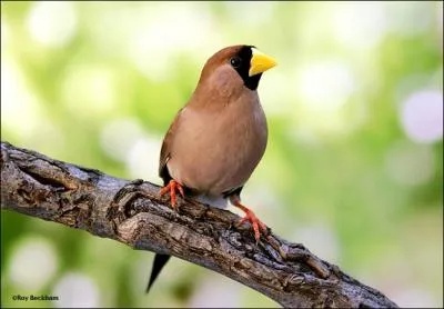 Cet oiseau se reconnat  son bec jaune ple et  son masque noir. C'est un oiseau trs bruyant qui exige une grande volire. C'est :