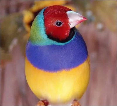 C'est l'un des oiseaux les plus connus et les plus colors. Ce sont des oiseaux trs sensibles  l'humidit. Il existe plusieurs couleurs de poitrine (lilas, blanc, violet, noir, blanc). C'est :