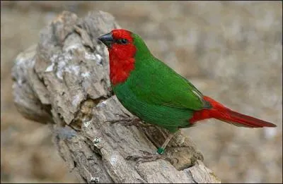Ce petit oiseau est reconnaissable  son corps vert et  sa tte rouge. Il provient de la Nouvelle-Caldonie. Ce petit oiseau s'appelle :