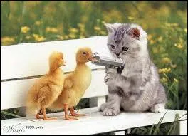 Lincoln et Kennedy avaient la phobie des chats.