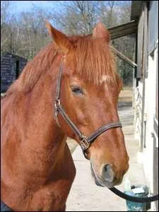 Quelles prcautions faut-il prendre en attachant un cheval dans le club ?