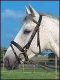 Comment dbrider correctement un cheval ?
