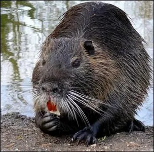 Cette espce de rongeur  colonise les rgions telles que le Marais poitevin, la Camargue et les Landes ... .