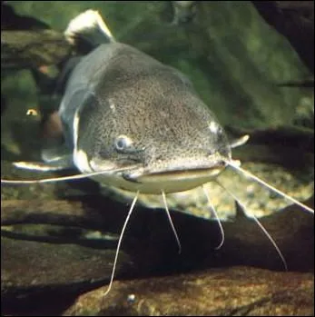 Certaines espces de ces poissons introduites dans les eaux europennes , par leur voracit sont de dangereux prdateurs , se nourrissant des oeufs et des alevins des autres poissons ... .