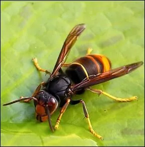 Observe pour la premire fois en France en 2004 dans le Lot-et-Garonne, cet insecte s'attaque aux ruches d'abeilles. Sa piqure est galement dangereuse ... .