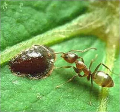 Amene d'Amrique du Sud probablement avec des cargaisons de caf, cette espce constitue une menace pour les cosystmes en dtruisant les fruits et les bourgeons des arbres ... .