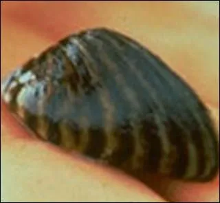 Venue de la mer Caspienne accroche  la coque des bateaux elle s'est rpandue dans les fleuves et rivires d'Europe et d'Amrique du nord. Elle affecterait la qualit et le got de l'eau ... .