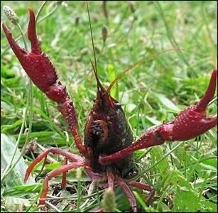 Cette crevisse constitue une menace srieuse pour la biodiversit dans les tangs. Elle survit 4 jours en dehors de l'eau et peut parcourir 17 km pour aller envahir et dvaster un autre endroit ...