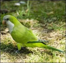 Cette espce de psittacid importe d'Amrique du sud et probablement chappe de volires, constitue une menace en Grande- Bretagne, occasionnant des coupures d'alimentation lectrique ... .