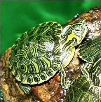 Espce aquatique importe d'Amrique pour la commercialisation en animalerie. Relche dans la nature elle s'est acclimate au dtriment de notre cistude d'Europe ... .