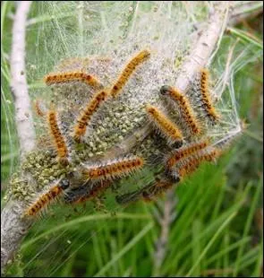 Connaissant peu de prdateurs en raison de leurs poils urticants, elles prolifrent dangereusement et rapidement. Elles possdent un venin pouvant provoquer des ncroses tissulaires ... .