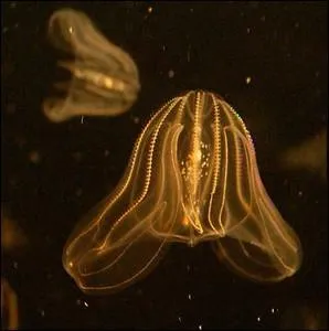 Cette espce d'organismes marins transparents appele   la groseille de mer peut atteindre des populations si dense qu'elle peut colmater les prises d'eau des centrales nuclaires ... .