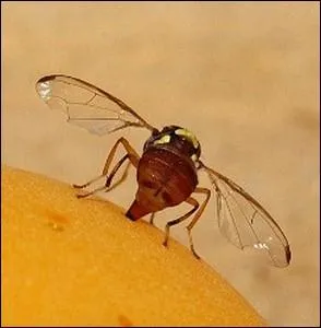 Autre espce d'insecte envahissante venue par les importations d'Afrique de l'Ouest ... .