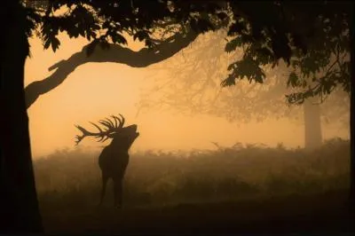Fin septembre, le cerf commence  songer srieusement  la reproduction, comment appelle-t-on cette priode ?