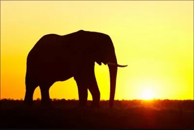 Mme sans voir ses oreilles, rien qu'en regardant son environnement, on sait qu'il s'agit ...