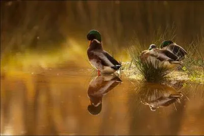 De quel nom appelle-t-on ce canard ?