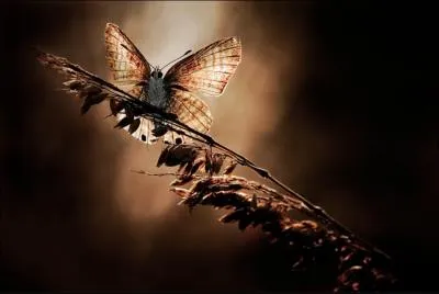 A quelle famille appartiennent les papillons ?