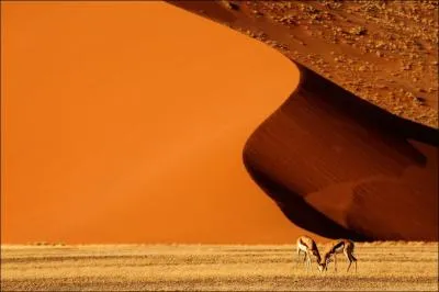 C'est un prdateur qui rattrape les gazelles  la course, dans les plaines africaines !