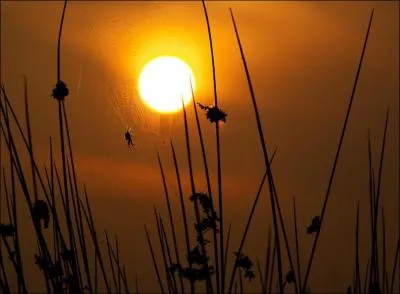 Quel animal voyez-vous sur cette photo ?