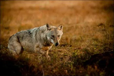 Il vit en meute, dirige par un couple Alpha, de qui s'agit-il ?