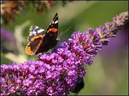 Quel arbuste originaire de Chine est appel arbre aux papillons car ses fleurs produisent un nectar trs parfum qui attire un grand nombre de papillons ?