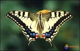 Quel papillon est aussi appel grand porte-queue ?