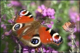 Comment appelle-t-on la petite caille qui recouvre les ailes des papillons ?