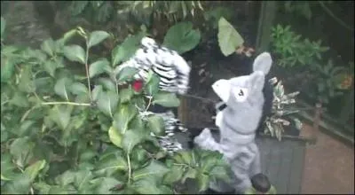 Quel animal n'apparat pas dans la vido Tarzan ?