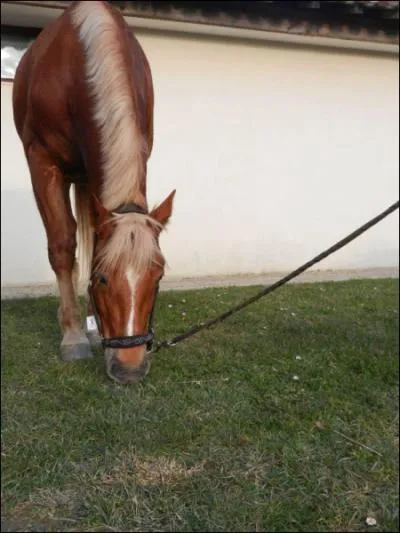 Quelle est la couleur de la robe de ce cheval ?