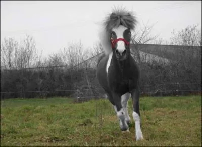Quelle est la couleur de la robe de ce cheval ?