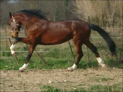 Quelle est la couleur de la robe de ce cheval ?