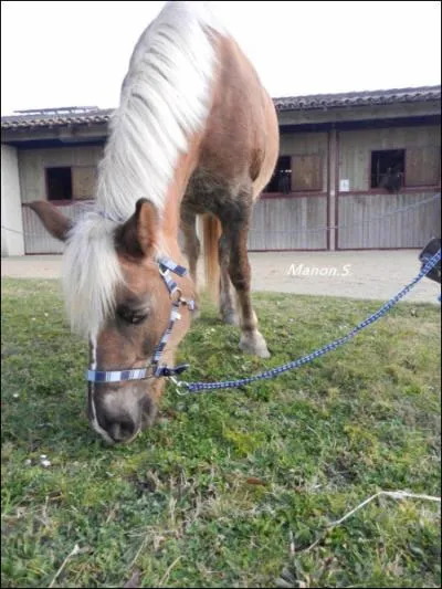 Quelle est la couleur de la robe de ce cheval ?