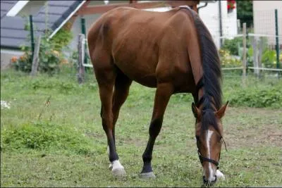 Quelle est la couleur de la robe de ce cheval ?