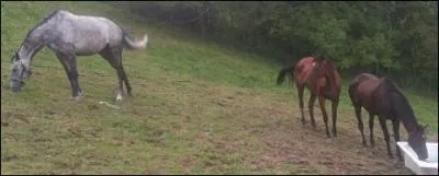 Quelle est la couleur de la robe du cheval loign ?