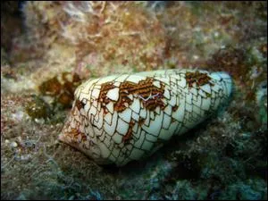 Le cne est un coquillage venimeux !