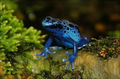 La grenouille dendrobate est vnneuse !